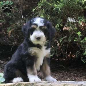 Pascal, Bernedoodle Puppy