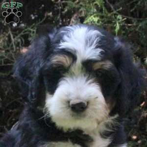 Pascal, Bernedoodle Puppy