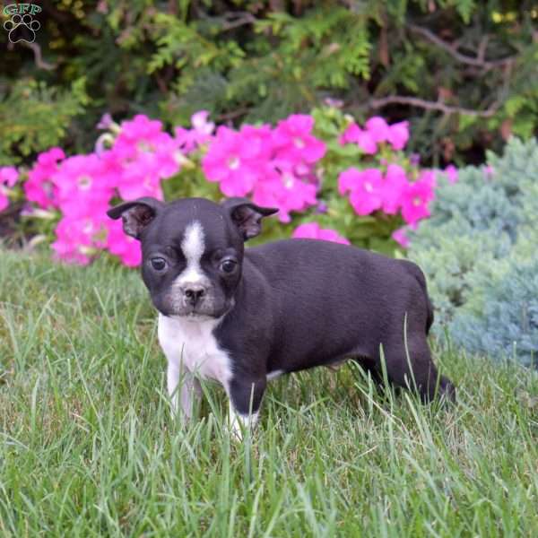 Patch, Boston Terrier Puppy