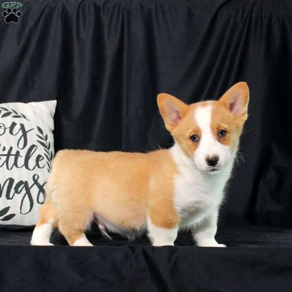 Patch, Pembroke Welsh Corgi Puppy