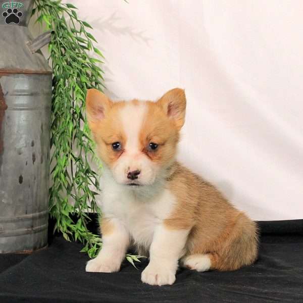 Patch, Pembroke Welsh Corgi Puppy