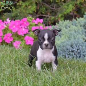 Patch, Boston Terrier Puppy