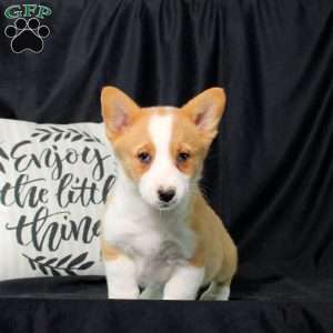 Patch, Pembroke Welsh Corgi Puppy