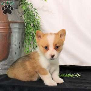 Patch, Pembroke Welsh Corgi Puppy