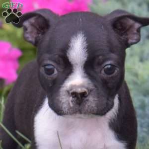 Patch, Boston Terrier Puppy