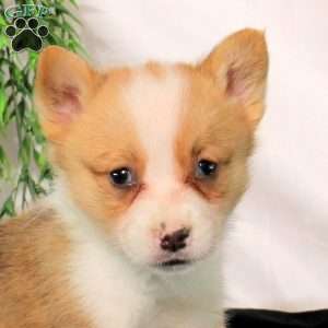 Patch, Pembroke Welsh Corgi Puppy