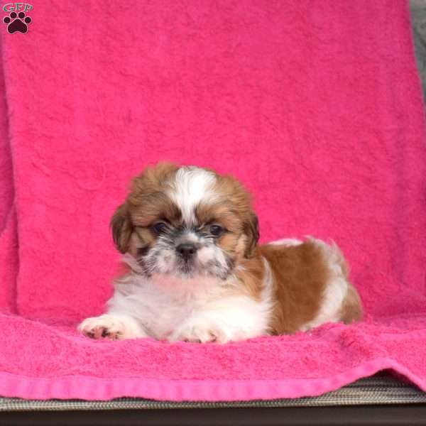 Patches, Shih Tzu Puppy