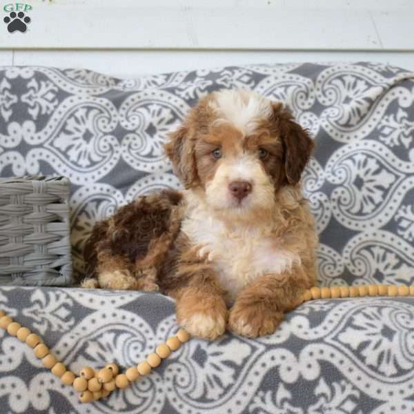 Patches, Bernedoodle Puppy
