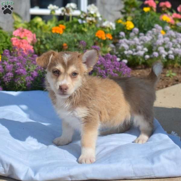 Patches, Siberian Husky Mix Puppy