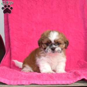 Patches, Shih Tzu Puppy