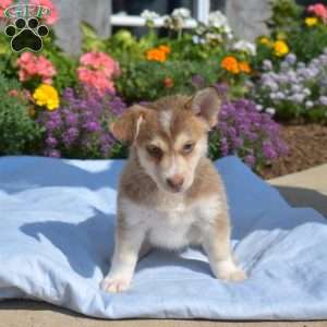 Patches, Siberian Husky Mix Puppy