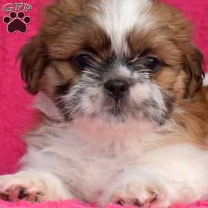 Patches, Shih Tzu Puppy