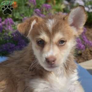 Patches, Siberian Husky Mix Puppy