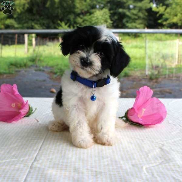 Patches, Shih-Poo Puppy