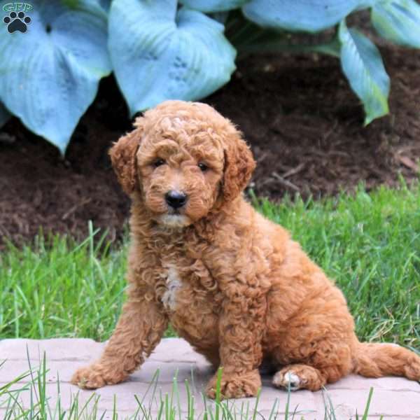 Patrick, Mini Goldendoodle Puppy