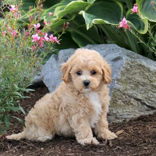 Patrick, Maltipoo Puppy