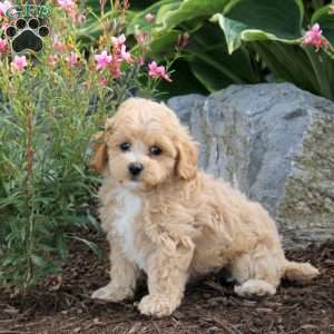 Patrick, Maltipoo Puppy