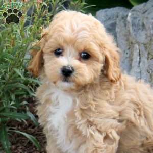 Patrick, Maltipoo Puppy