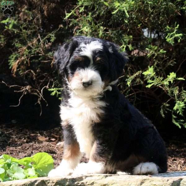 Paxton, Bernedoodle Puppy
