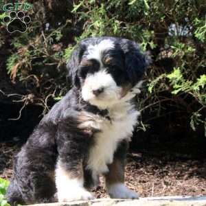 Paxton, Bernedoodle Puppy