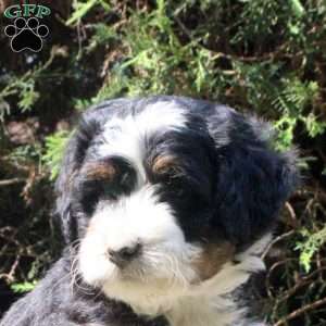 Paxton, Bernedoodle Puppy