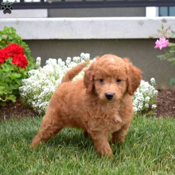 Peach, Mini Goldendoodle Puppy