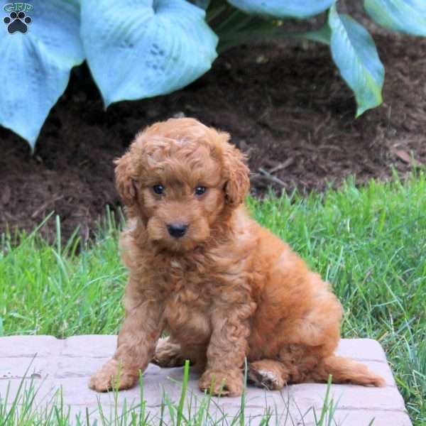 Peaches, Mini Goldendoodle Puppy