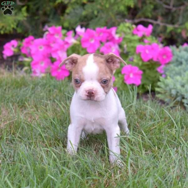 Peaches, Boston Terrier Puppy