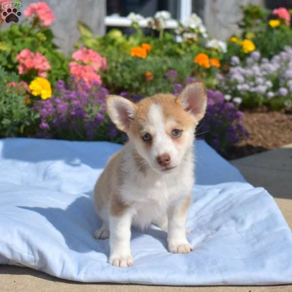 Peaches, Siberian Husky Mix Puppy