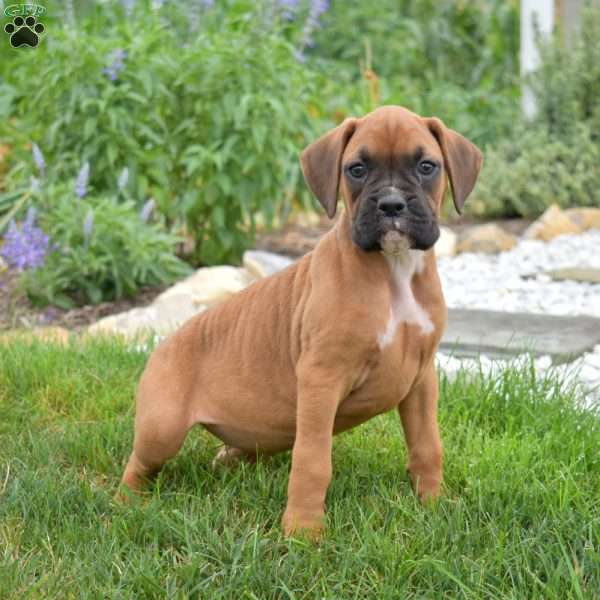 Peaches, Boxer Puppy