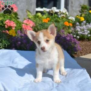 Peaches, Siberian Husky Mix Puppy