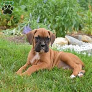 Peaches, Boxer Puppy