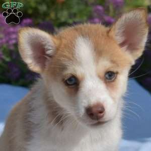 Peaches, Siberian Husky Mix Puppy