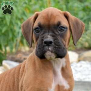 Peaches, Boxer Puppy