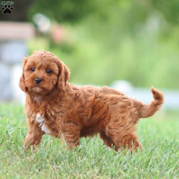 Peaches, Cavapoo Puppy