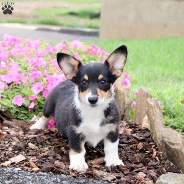 Pearl, Pembroke Welsh Corgi Puppy