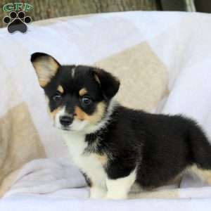 Pearl, Pembroke Welsh Corgi Puppy