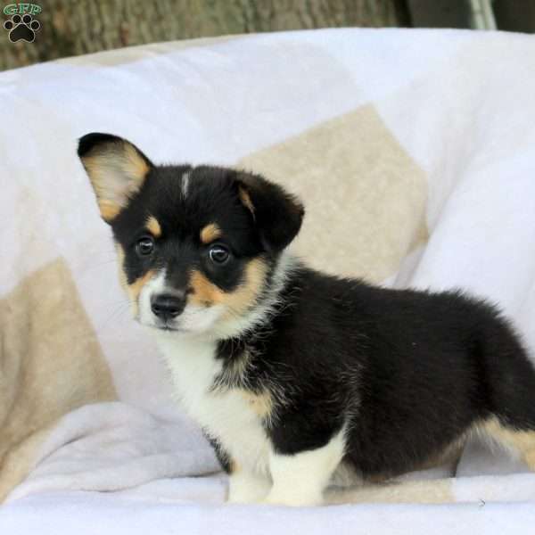 Pearl, Pembroke Welsh Corgi Puppy