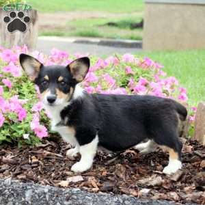 Pearl, Pembroke Welsh Corgi Puppy
