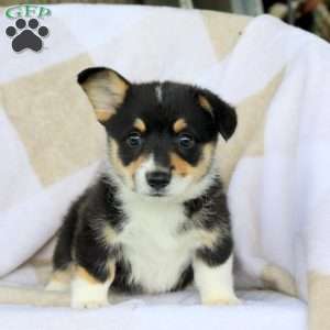 Pearl, Pembroke Welsh Corgi Puppy
