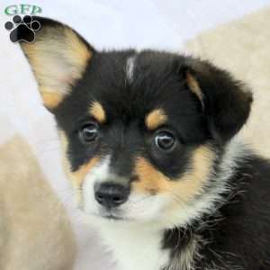 Pearl, Pembroke Welsh Corgi Puppy