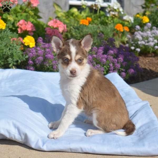 Pebbles, Siberian Husky Mix Puppy