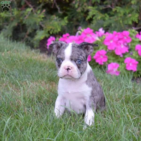 Pebbles, Boston Terrier Puppy