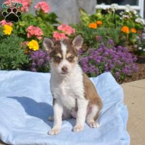 Pebbles, Siberian Husky Mix Puppy