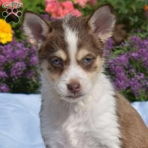 Pebbles, Siberian Husky Mix Puppy