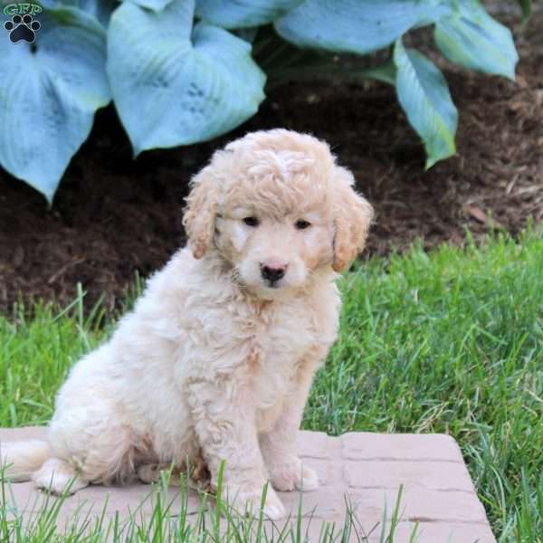 Pebbles, Mini Goldendoodle Puppy