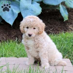 Pebbles, Mini Goldendoodle Puppy