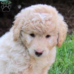 Pebbles, Mini Goldendoodle Puppy