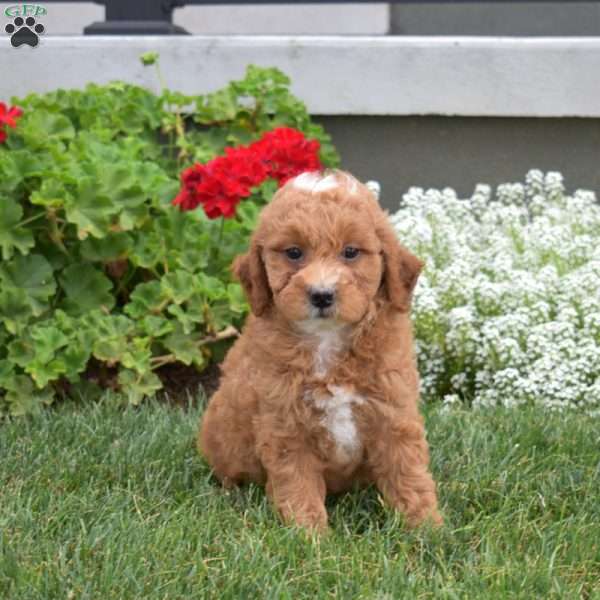 Pecan, Mini Goldendoodle Puppy