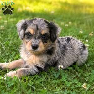 Peeta, Mini Bernedoodle Puppy